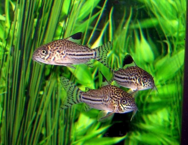 freshwater fish - corydoras sp. - false julii cory cat stocking in 10 gallons tank - Three of my Julii Corydoras.  Busy little guys, tough to catch 3 of them being still!