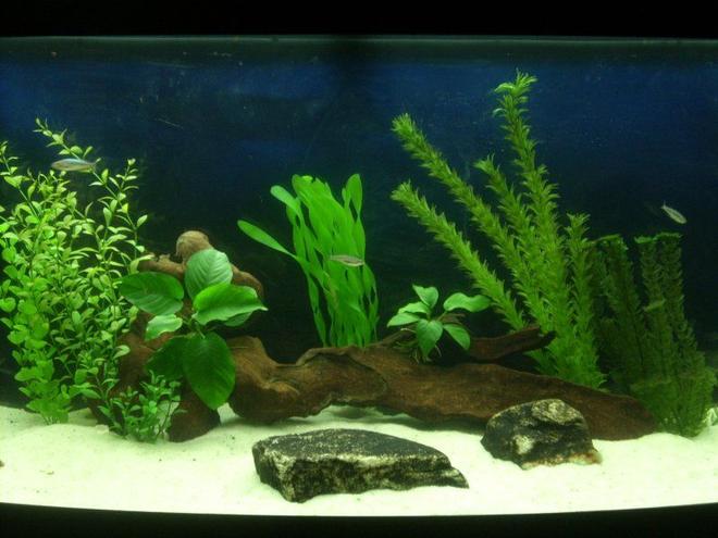 72 gallons freshwater fish tank (mostly fish and non-living decorations) - 72 gallon bowfront containing 8 Melanotaenia Duboulayi, 1 weather loach, 1 bristlenose pleco, 1 false siamensis