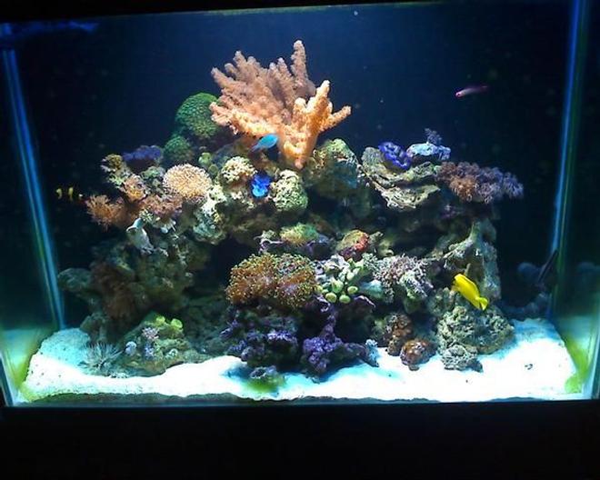 75 gallons reef tank (mostly live coral and fish) - Close up picture