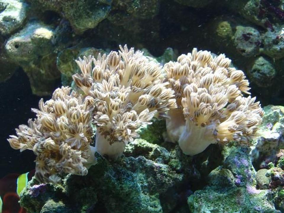 corals inverts - xenia elongata - silver branch pumping xenia stocking in 75 gallons tank - Pulsing Xenia