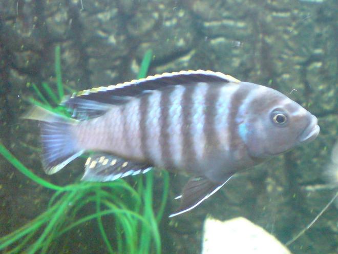 freshwater fish - pseudotropheus elongatus - elongate mbuna stocking in 64 gallons tank - Black Eastern Malawi