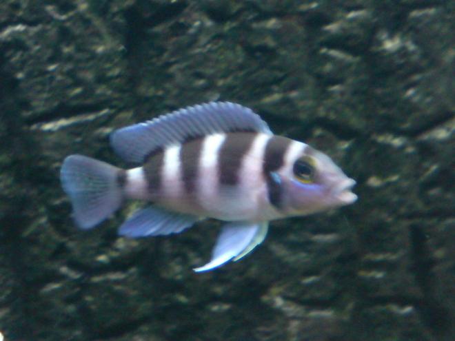 freshwater fish - lamprologus tretacephaleus - tretocephalus cichlid stocking in 64 gallons tank - Five Bar Tang