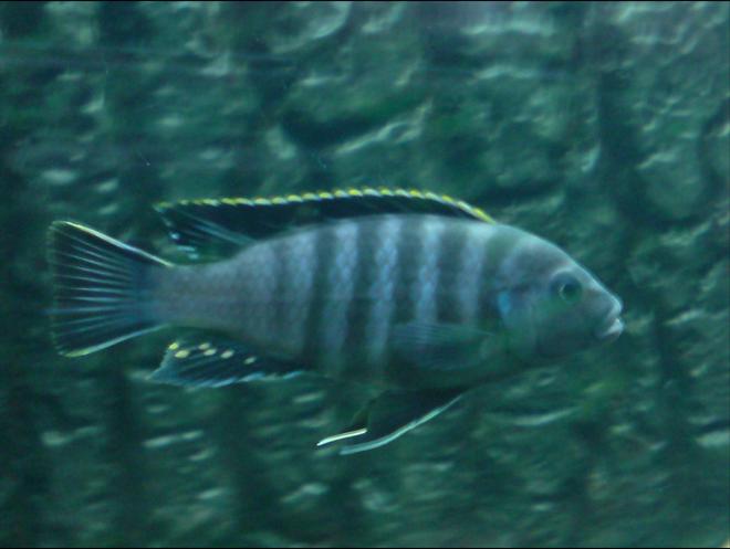 freshwater fish - pseudotropheus elongatus - elongate mbuna stocking in 64 gallons tank - Black Eastern Malawi
