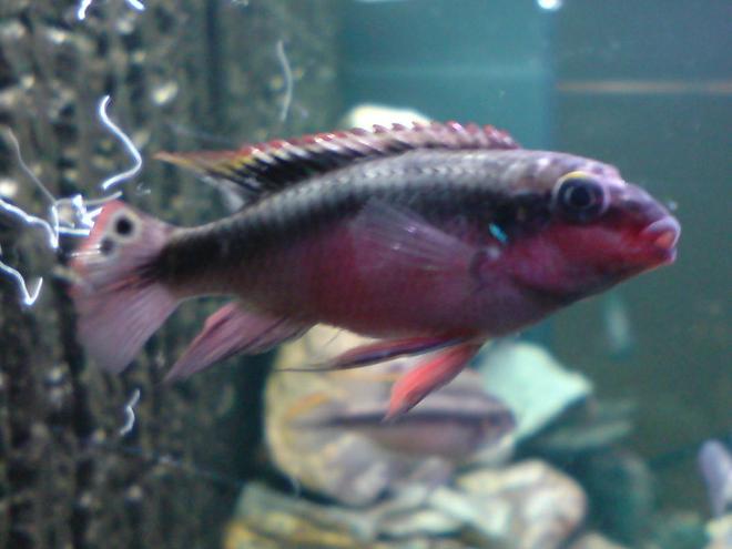 freshwater fish - pelvicachromis pulcher - kribensis cichlid stocking in 64 gallons tank - Nigerian Red Kribensis