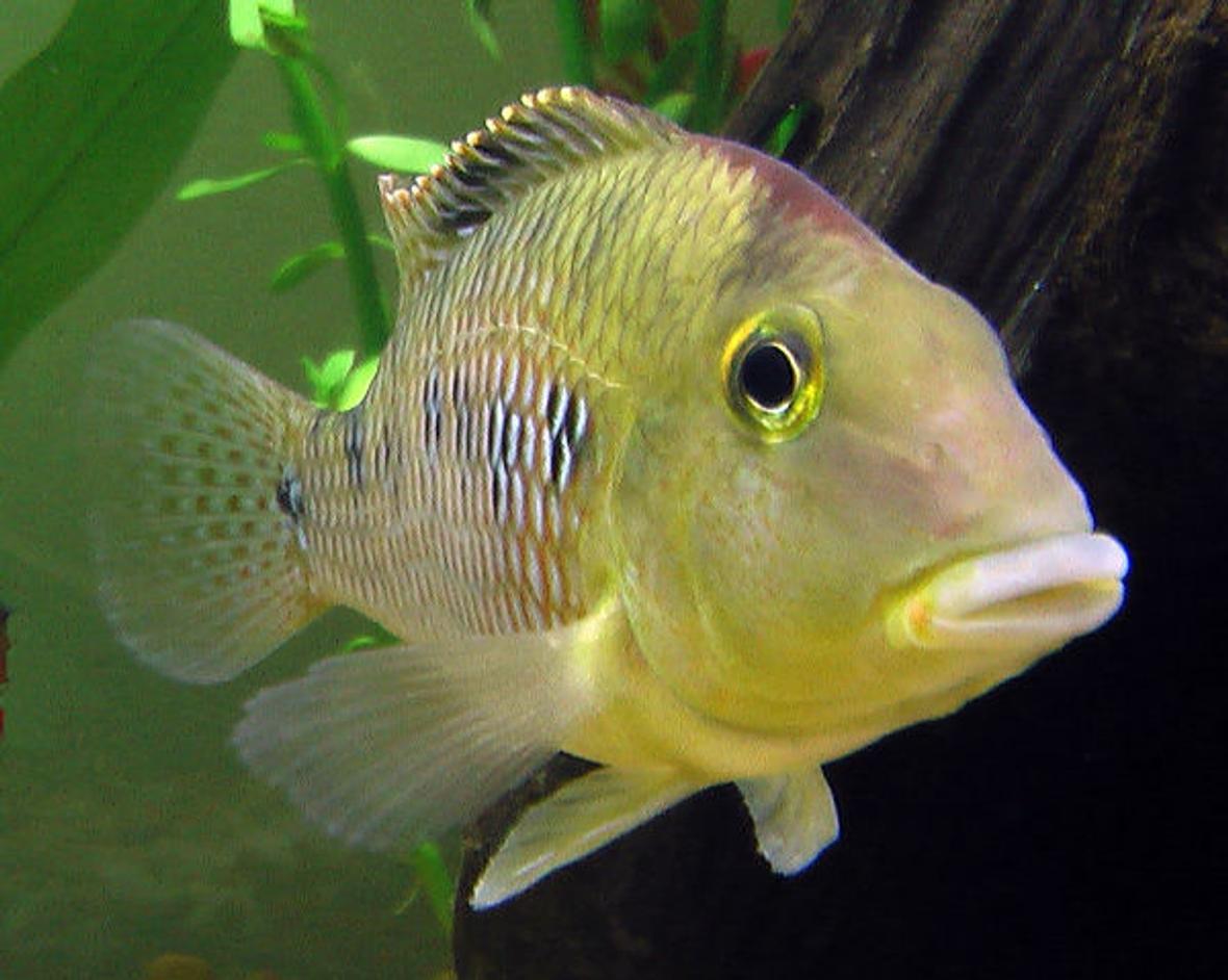 freshwater fish - geophagus steindachneri - redhump eartheater stocking in 26 gallons tank - "Geo" the Redhump Eartheater mugging for the camera. He greets people with great enthusiasm and spends the day moving pebbles around with his mouth.