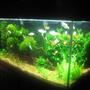 fish tank picture - Please rate my tank.