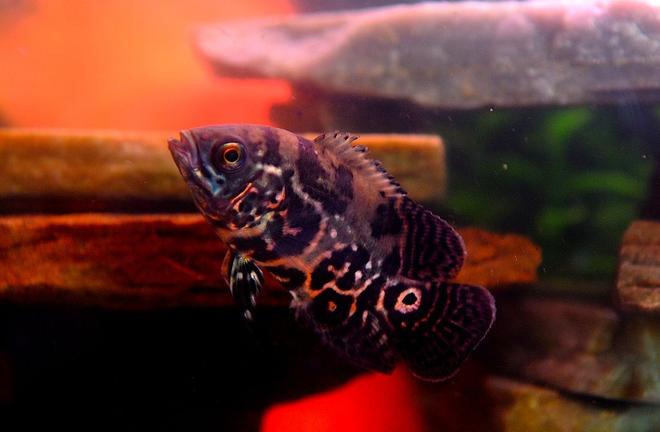 freshwater fish - astronotus ocellatus - tiger oscar stocking in 50 gallons tank - William Murderface the 3.5" Tiger Oscar