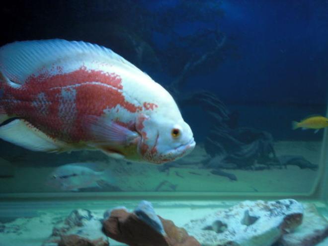 freshwater fish - astronotus ocellatus - albino oscar stocking in 80 gallons tank - Oscar