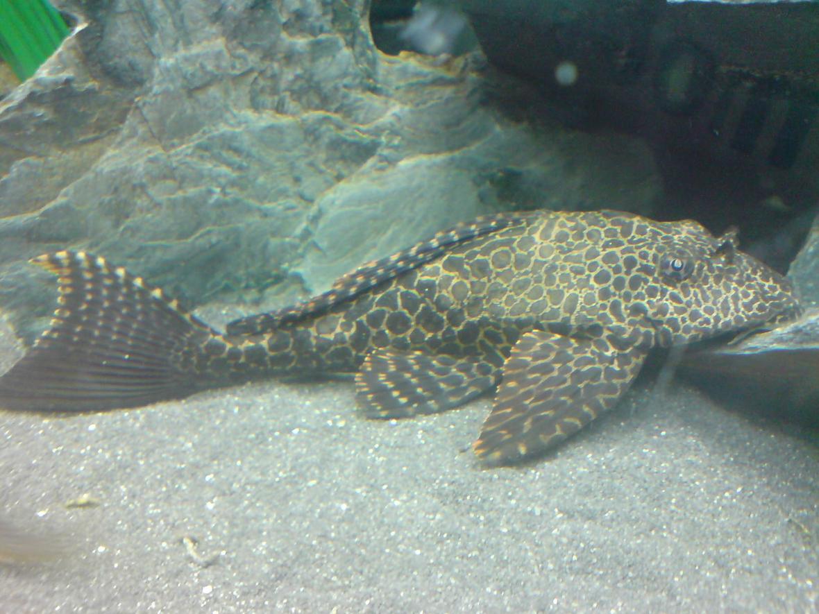 freshwater fish - glyptoperichthys gibbiceps - sailfin pleco (l-83) stocking in 64 gallons tank - Sailfin Plec