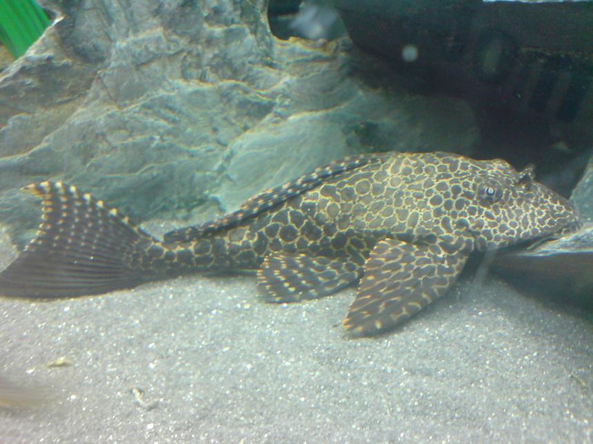 Rated #636: Freshwater Fish - Glyptoperichthys Gibbiceps - Sailfin Pleco (l-83) Stocking In 64 Gallons Tank - Sailfin Plec