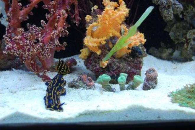 saltwater fish - solenostomus cyanopterus - robust ghostpipefish stocking in 60 gallons tank - Ghost pipe-fish with my greek godess slug