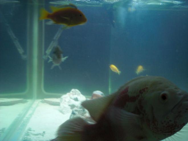 freshwater fish - astronotus ocellatus - tiger oscar, albino stocking in 80 gallons tank - Oscar up close