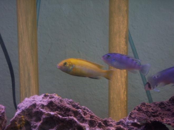 freshwater fish - metriaclima lombardoi - kenyi cichlid stocking in 55 gallons tank - my yellow lab and kenyi