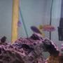 freshwater fish - pseudotropheus acei - acei cichlid stocking in 55 gallons tank - can anyone tell me what the fish on the right next to the filter is?