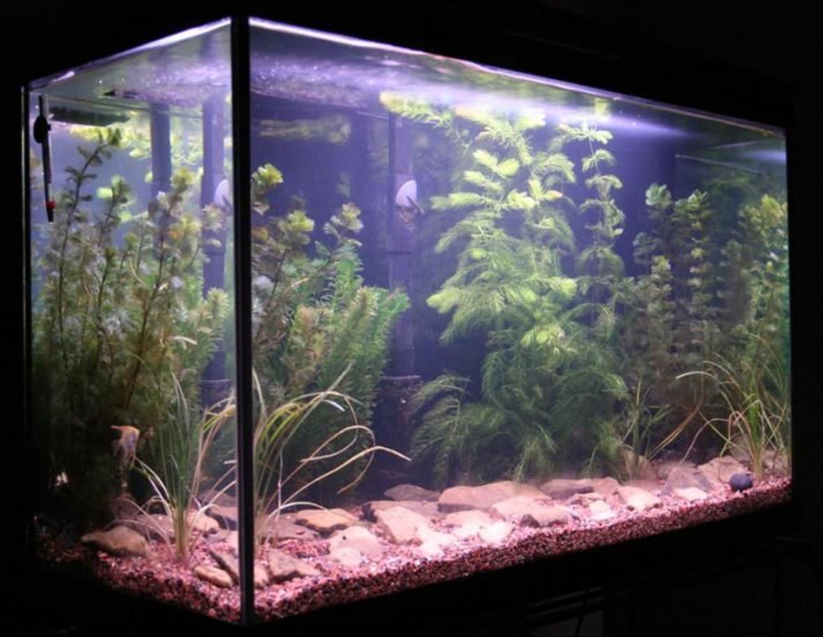 29 gallons planted tank (mostly live plants and fish) - This is my planted tank with African Dwarf Frogs and Angelfish. Theres only one angelfish in there but I plan to add 3 more here soon. I used Flourite (made by Seachem) for the substrate and rocks I found down at the creek. Make sure that if you use rocks from a creek or stream that you clean them real good as not to get parasites in your tank. What I did was I scrubbed each rock thoroughly with a scrub brush. Then I soaked them in bleach water for 24 hours. I rinsed and re-scrubbed them with the scrub brush. Then I soaked them in freshwater for 24 hours. Then I rinsed and scrubbed them one last time before adding them to my tank. It was a hefty job and time consuming but they look great in my tank.