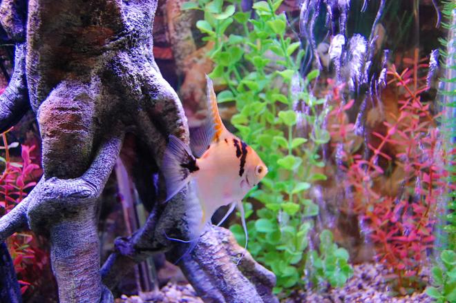 29 gallons freshwater fish tank (mostly fish and non-living decorations) - A female marble angel fish.