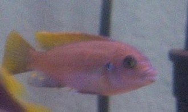 freshwater fish - copadichromis borleyi - yellowfin borleyi cichlid stocking in 55 gallons tank - unknown fish