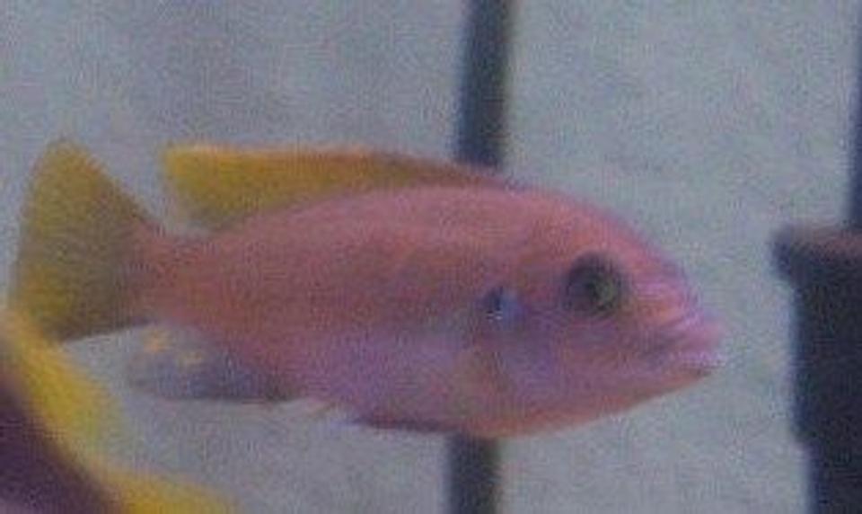 freshwater fish - copadichromis borleyi - yellowfin borleyi cichlid stocking in 55 gallons tank - unknown fish