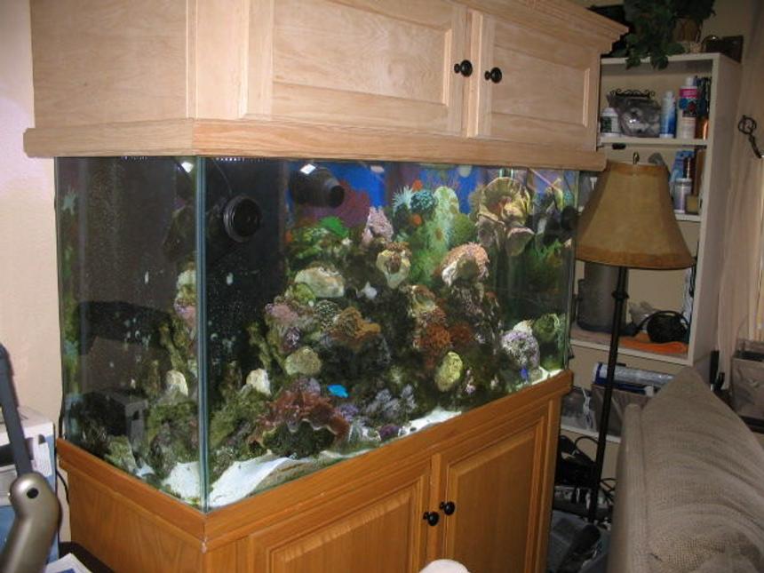 Rated #109: 90 Gallons Reef Tank - Thank you everyone for all the views; The OCReef Home Aquarium will have some new pictures, along with a new stained color of Expresso coming soon. 

:) Me

I have not yet stained the Oak Canopy Top. Updated picture soon to come!