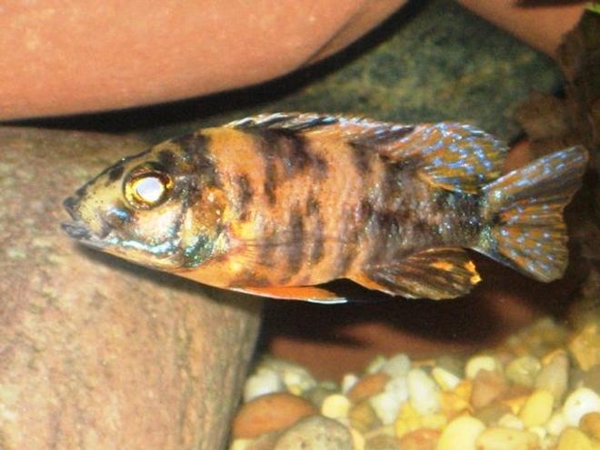 freshwater fish - aulonocara nyassae var. - peacock cichlid, orange blossom stocking in 150 gallons tank - Female OB Peacock