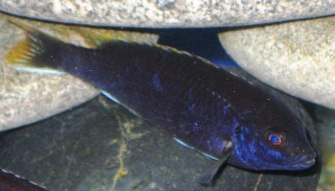 freshwater fish - pseudotropheus acei - acei cichlid stocking in 150 gallons tank - Acei Cichlid