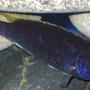 freshwater fish - pseudotropheus acei - acei cichlid stocking in 150 gallons tank - Acei Cichlid