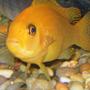 freshwater fish - pseudotropheus estherae - red zebra cichlid stocking in 150 gallons tank - Red Zebra Cichlid... Thanks dizzcat!!!!