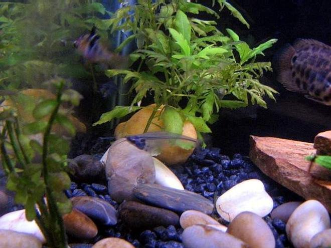 freshwater fish - kryptopterus bicirrhis - ghost glass cat stocking in 10 gallons tank - Can you find the glass catfish???