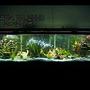 125 gallons planted tank (mostly live plants and fish) - 125-gallon freshwater community fish aquarium