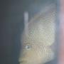 freshwater fish - herichthys cynoguttatus - texas cichlid stocking in 125 gallons tank - .my texas cichlid he's a shy boy