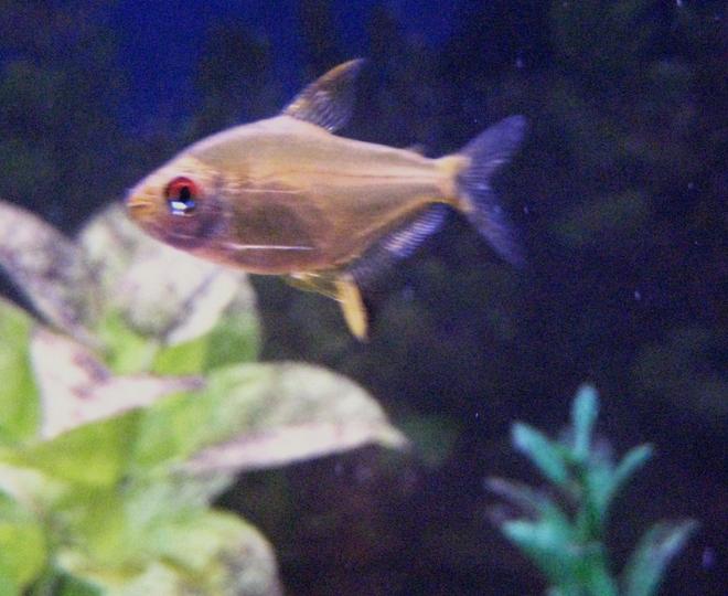 freshwater fish - hyphessobrycon pulchripinnis - lemon tetra stocking in 29 gallons tank - Lemon Tetra getting ready for feeding time.