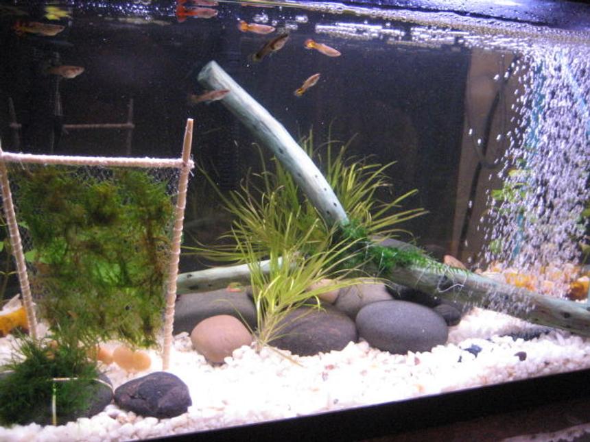 Rated #3746: 10 Gallons Freshwater Fish Tank - My first 10 gallon tank. Amano moss, amano shrimp, 10 guppies, 3 neon tetras. That wooden frame thing is to create a mini moss wall.