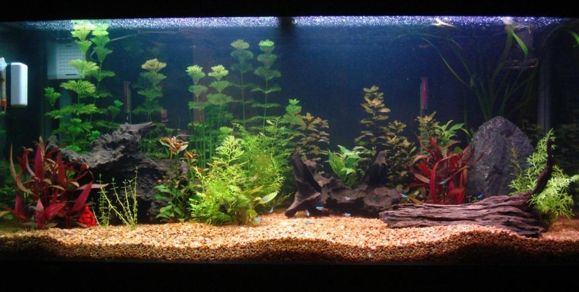 62 gallons planted tank (mostly live plants and fish) - my 285 litre aquarium