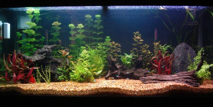 Rated #87: 62 Gallons Planted Tank - my 285 litre aquarium