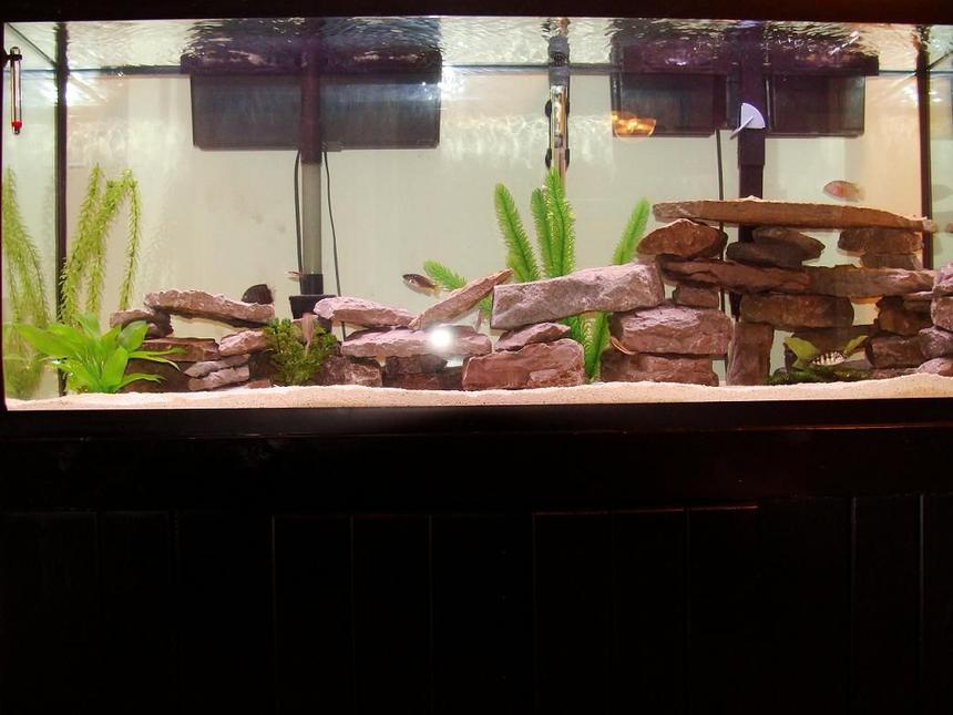 Rated #2211: 55 Gallons Freshwater Fish Tank - More Rockwork