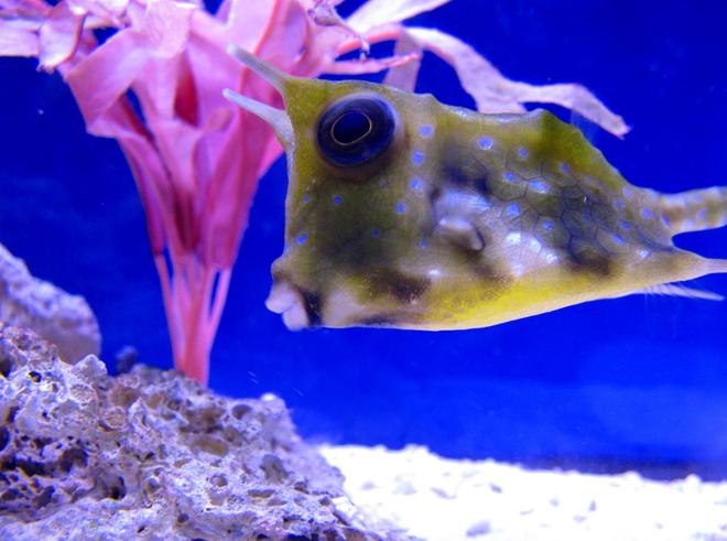 saltwater fish - lactoria cornuta - cowfish longhorn stocking in 75 gallons tank - My longhorn cowfish.