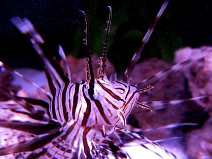 saltwater fish - pterois antennata - antennata lionfish stocking in 75 gallons tank - My lionfish