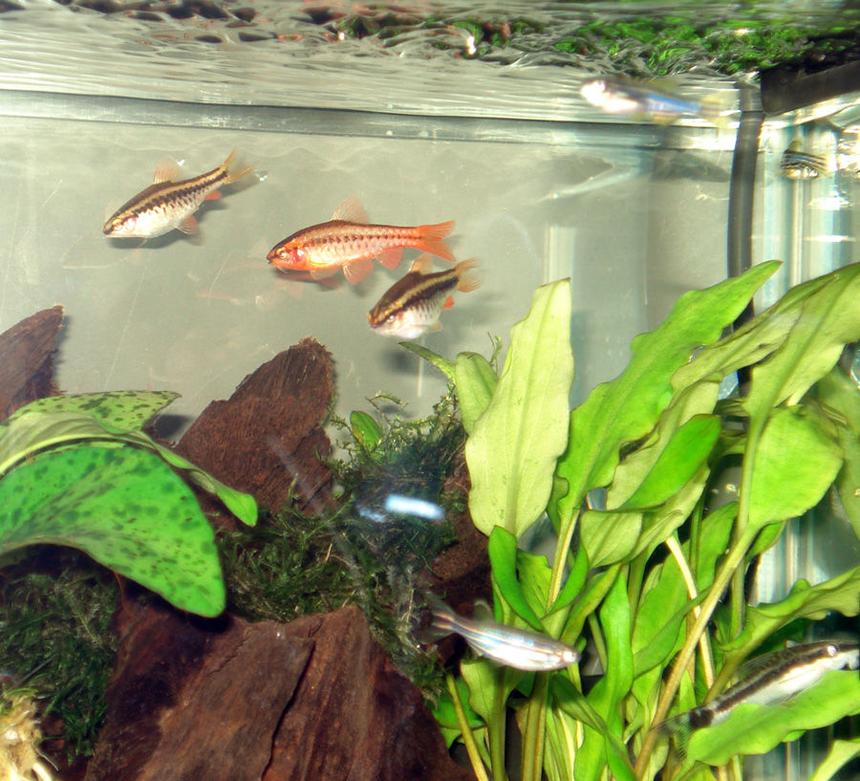 Rated #3048: 5 Gallons Freshwater Fish Tank - Eric Foreman and the Cherry Barbs