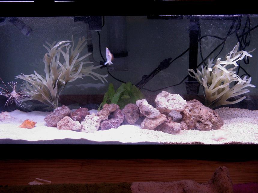 Rated #60: 75 Gallons Saltwater Fish Tank - My 75.