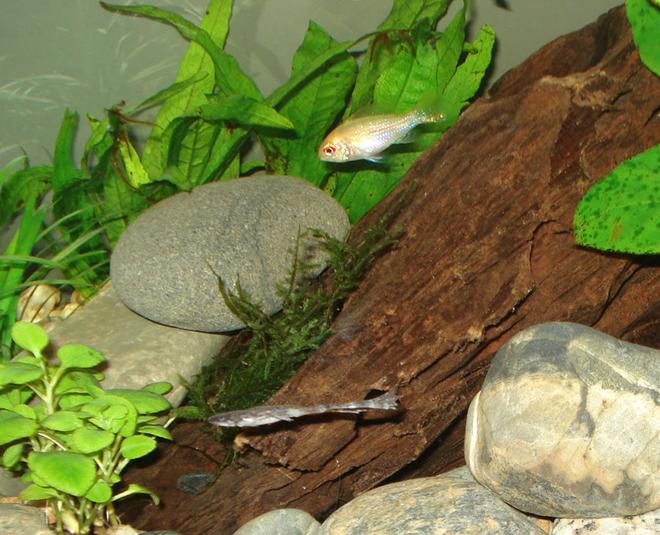 freshwater fish - papiliochromis ramirezi - german gold ram stocking in 5 gallons tank - Louie & Bob (gettin froggy) 
(German Gold Ram & African Dwarf Frog respectively)