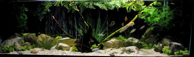 135 gallons freshwater fish tank (mostly fish and non-living decorations) - 135 gallon malawi