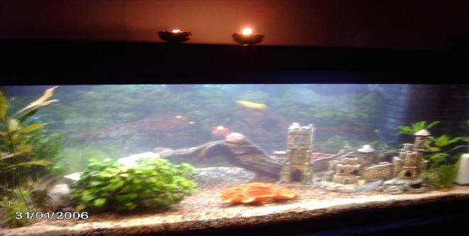 160 gallons planted tank (mostly live plants and fish) - my first tank