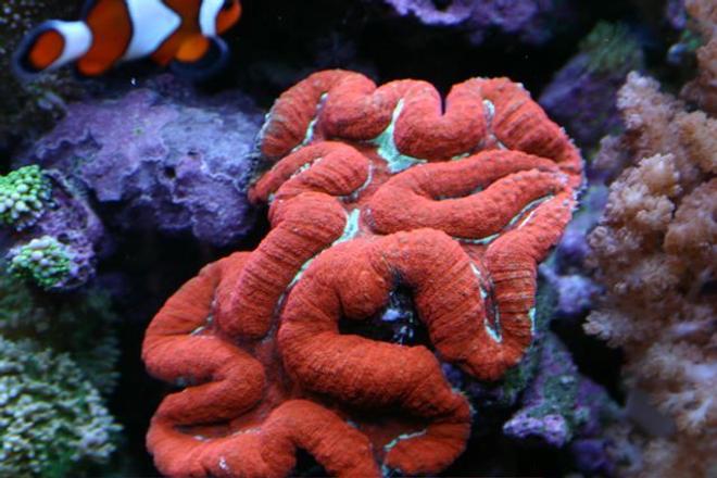 corals inverts - lobophyllia hemprichii - brain coral, lobophyllia stocking in 80 gallons tank - coral from 65 reef