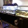 fish tank picture - My two main tanks and an Isolation one taking up half my living room