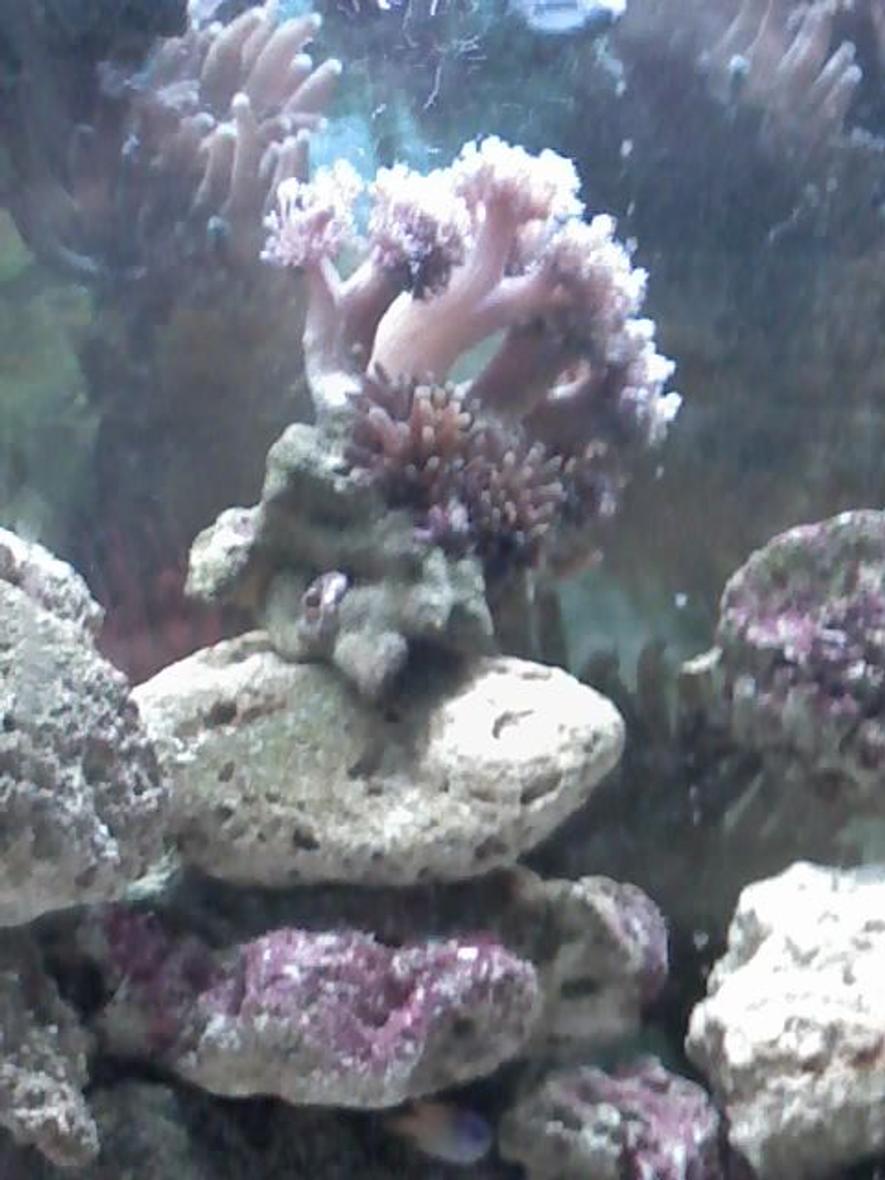 Rated #81: Corals Inverts Stocking In 90 Gallons Tank - My latest coral and anemones for my clown breeders.
