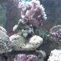 corals inverts stocking in 90 gallons tank - My latest coral and anemones for my clown breeders.