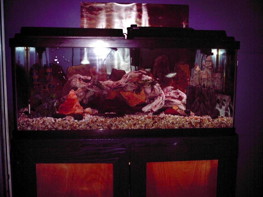 Rated #2908: 135 Gallons Freshwater Fish Tank - This is my third tank so far. A 75 gallon freshwater that I started from my 135G. This will be up for a while as I plan to make the 135 a saltwater tank.