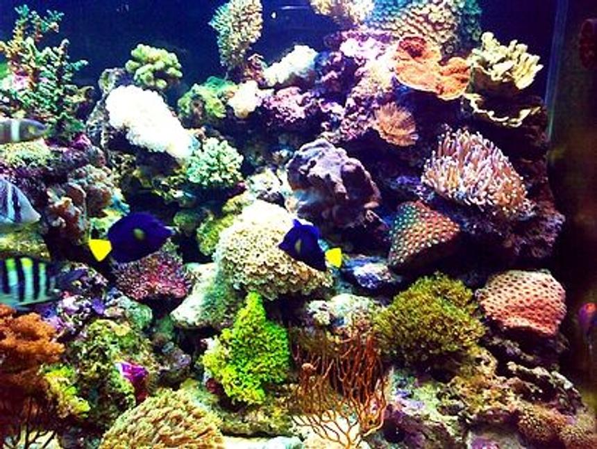 Rated #4: Corals Inverts - Plerogyra Sinuosa - Bubble Coral, White Stocking In 180 Gallons Tank - it just hard coral , i hipe you liket