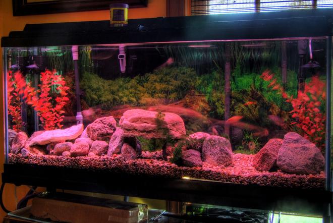 55 gallons freshwater fish tank (mostly fish and non-living decorations) - African Cichlid