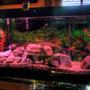 55 gallons freshwater fish tank (mostly fish and non-living decorations) - African Cichlid